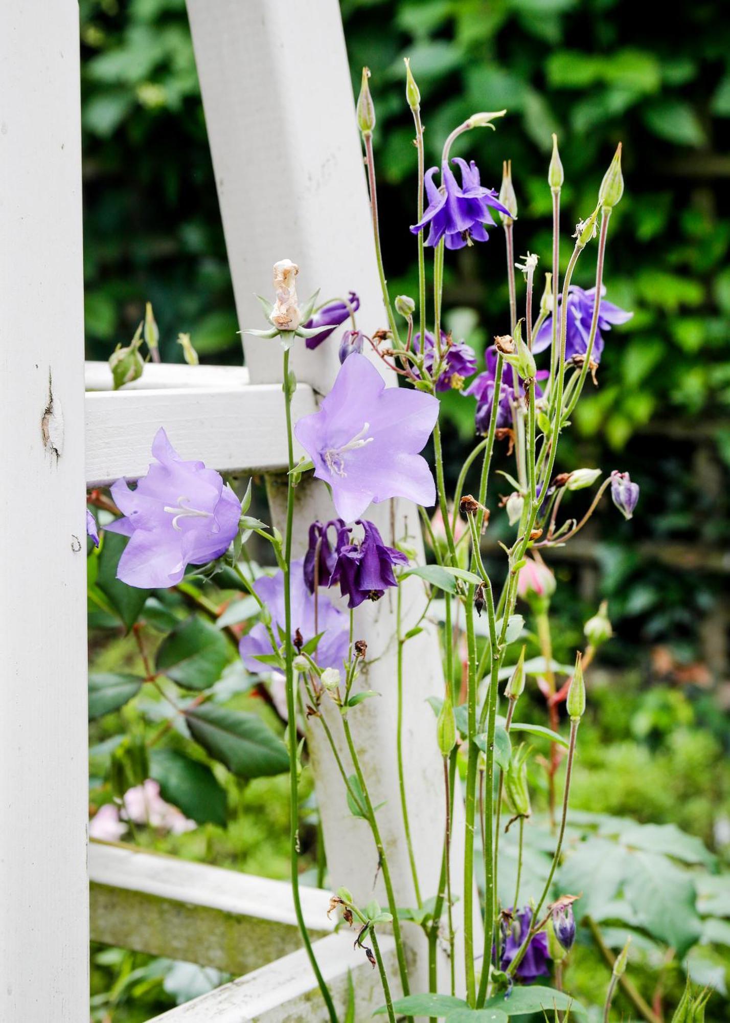 Romantic Cotswold Cottage- Dog Friendly And Village Location Holiday home